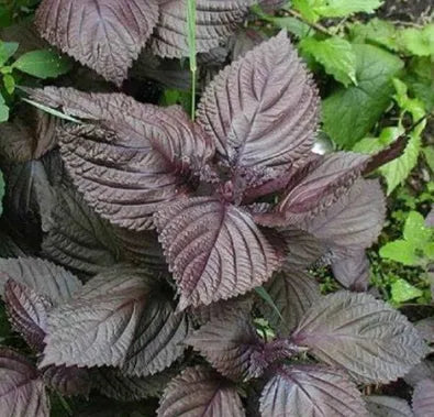 Anther Edible Dual Purpose Perilla Frutescens Aromatic Flower heirloom non-gmo organic garden seeds