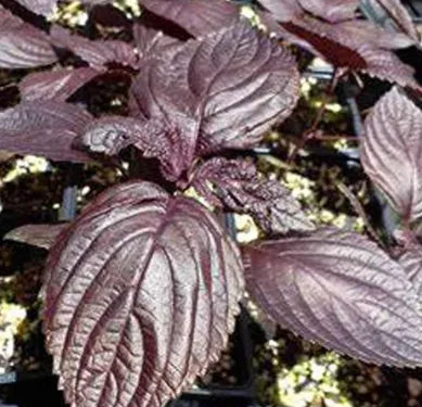 Anther Edible Dual Purpose Perilla Frutescens Aromatic Flower – Heirloom, Non-GMO, High Germination Organic Garden Seeds