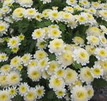Anther Edible Dual Purpose Pyrethrum Parthenifolium Aromatic Flower heirloom non-gmo organic garden seeds