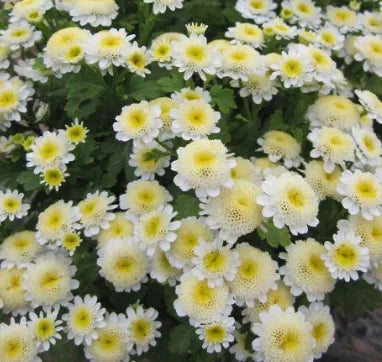 Anther Edible Dual Purpose Pyrethrum Parthenifolium Aromatic Flower heirloom non-gmo organic garden seeds