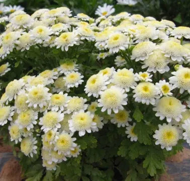 Anther Edible Dual Purpose Pyrethrum Parthenifolium Aromatic Flower – Heirloom, Non-GMO, High Germination Organic Garden Seeds