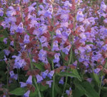 Anther Edible Dual Purpose Salvia Officinalis Aromatic Flower heirloom non-gmo organic garden seeds