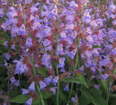 Anther Edible Dual Purpose Salvia Officinalis Aromatic Flower heirloom non-gmo organic garden seeds