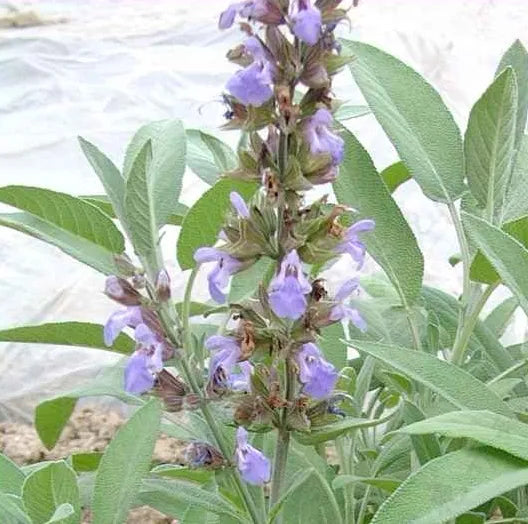 Anther Edible Dual Purpose Salvia Officinalis Aromatic Flower – Heirloom, Non-GMO, High Germination Organic Garden Seeds