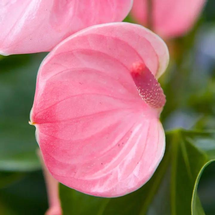 Heirloom Non-GMO Anthurium Andraeanum Flower Seeds for Planting – Baby Pink Exotic Blooms Dhara Seeds