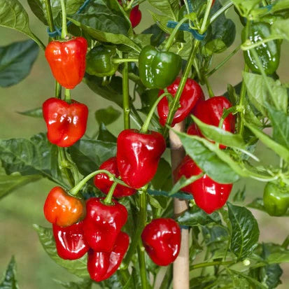 Capsicum Chinense Seeds Antilles Caribbean Hot Pepper Seeds for Planting in Tropical Gardens