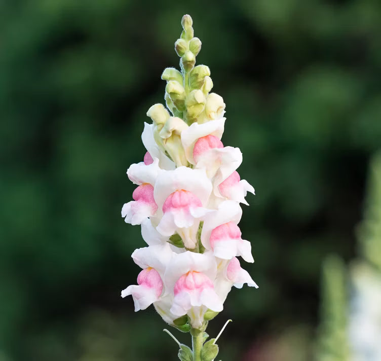 Antirrhinum Majus Snapdragon Flower Seeds for home garden and decorative planting