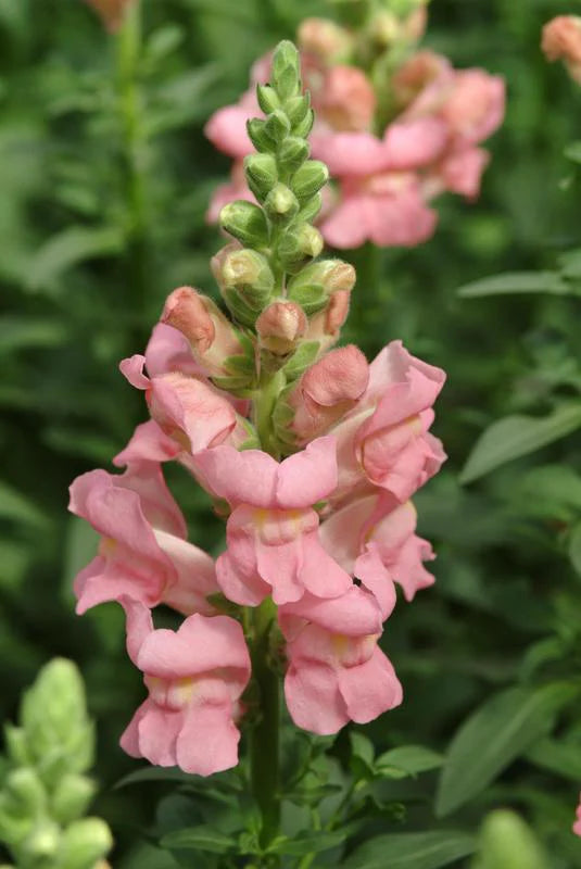 Snapdragon Rose seeds - Flower Antirrhinum majus - Elegant Rose-colo – Heirloom, Non-GMO, High Germination Organic Garden Seeds