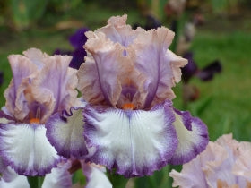 Anything for You Tall Bearded Iris