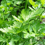 Apium Graveolens_Celery seeds_seedlings_planting_guide