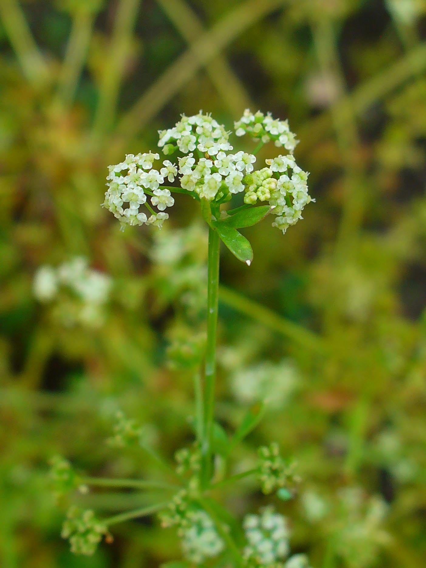 Green Apium Graveolens Seeds – Celery Variety -Heirloom & Non-GMO Seeds for planting – Fresh Herb for Your Garden