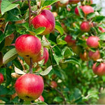 Unripe Apple fruit growing on the young Malus domestica branch