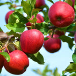 Ripe Apple fruit growing on a young seed-grown Malus domestica tree