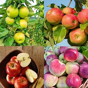 Apple seeds packet Non-GMO for planting in a garden