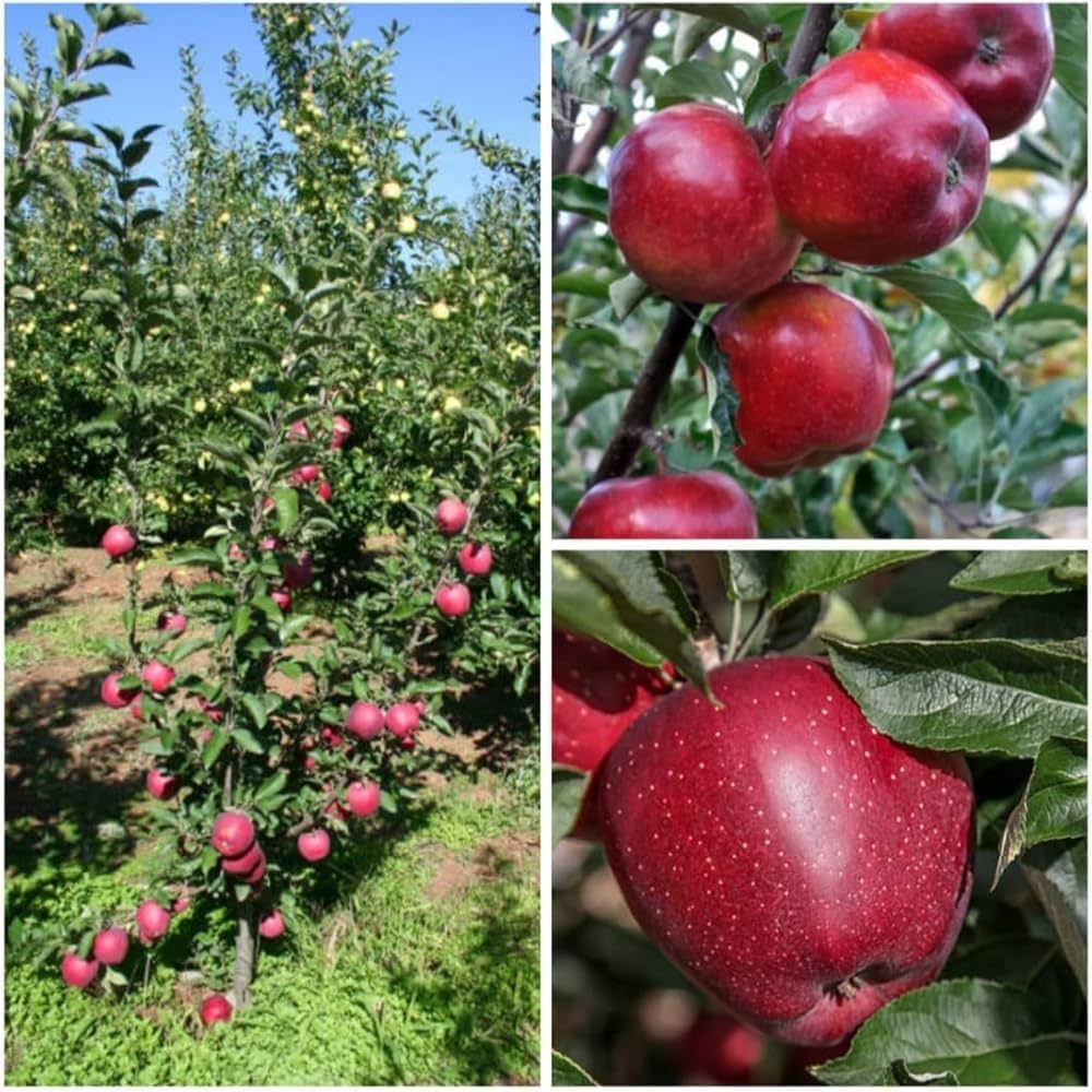 Apple seeds packet Non-GMO for planting in a home garden orchard