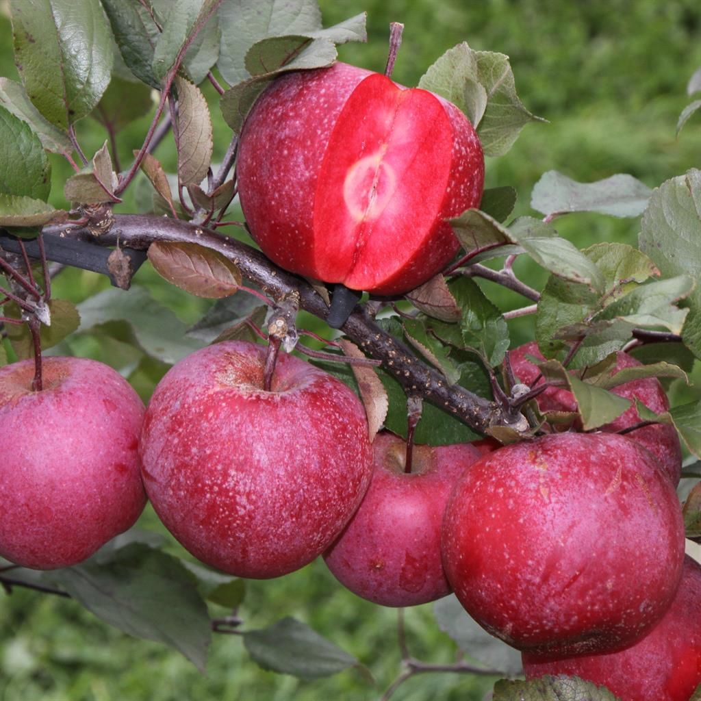 Apple seeds being prepared for cold stratification for orchard planting