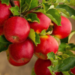 Close-up of Apple seeds in a moist medium ready for cold stratification