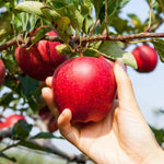 Close-up of stratified Apple seeds ready for planting in the garden