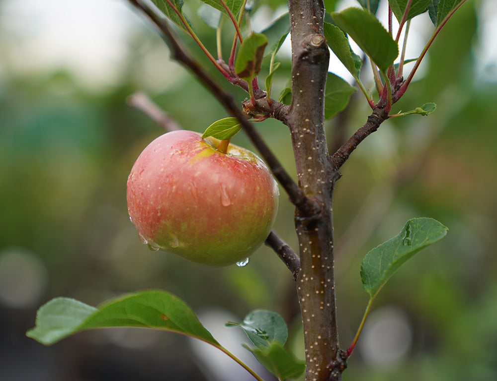 Splendor Apple – A Crisp, Juicy Delight for Every Bite