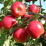 Perennial Apple tree with white flowers in a sunny home garden