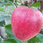 Perennial Apple tree with white blossoms in spring supporting pollinators