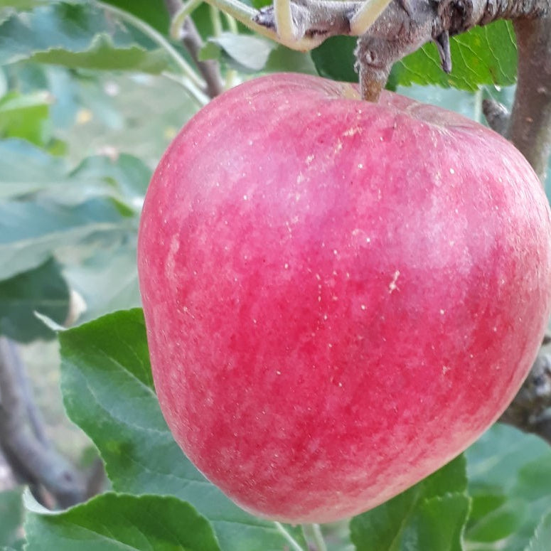 Perennial Apple tree with white blossoms in spring supporting pollinators
