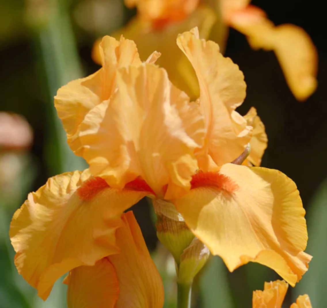 Bearded Iris - Great Balls of Fire