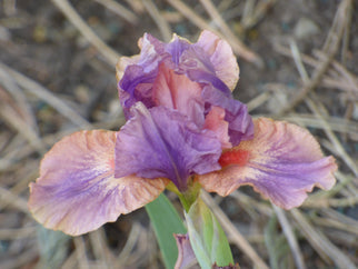 April Fanfare Dwarf Iris