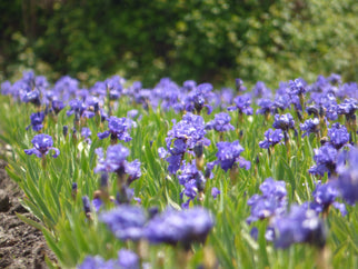 Aqua Taj Intermediate Iris