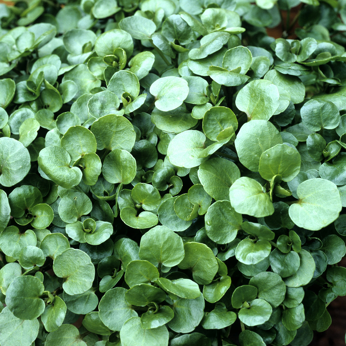 Aquatic Watercress plant growing in a container with consistently wet or submerged soil.