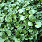 Aquatic Watercress plant growing in a container with consistently wet or submerged soil.