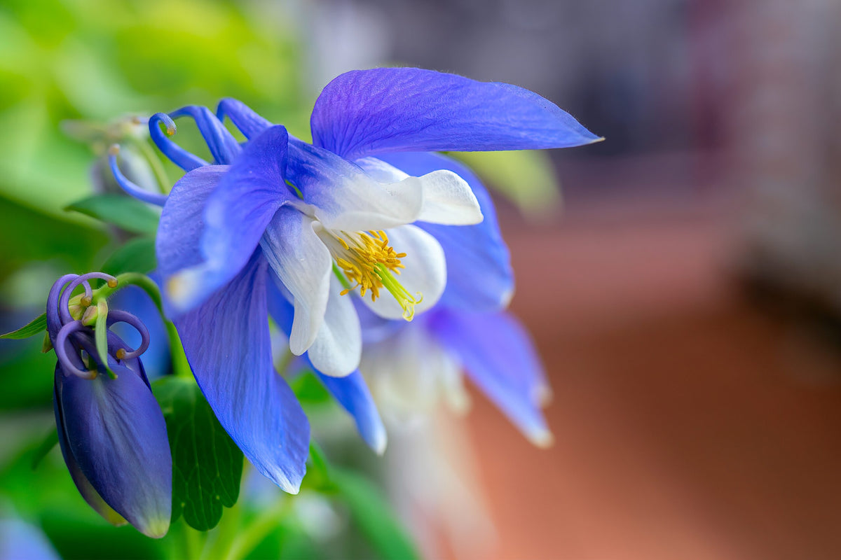 Columbine Colorado Blue - Seeds - Pollinator & Hummingbird Friendly – Heirloom, Non-GMO, High Germination Organic Garden Seeds