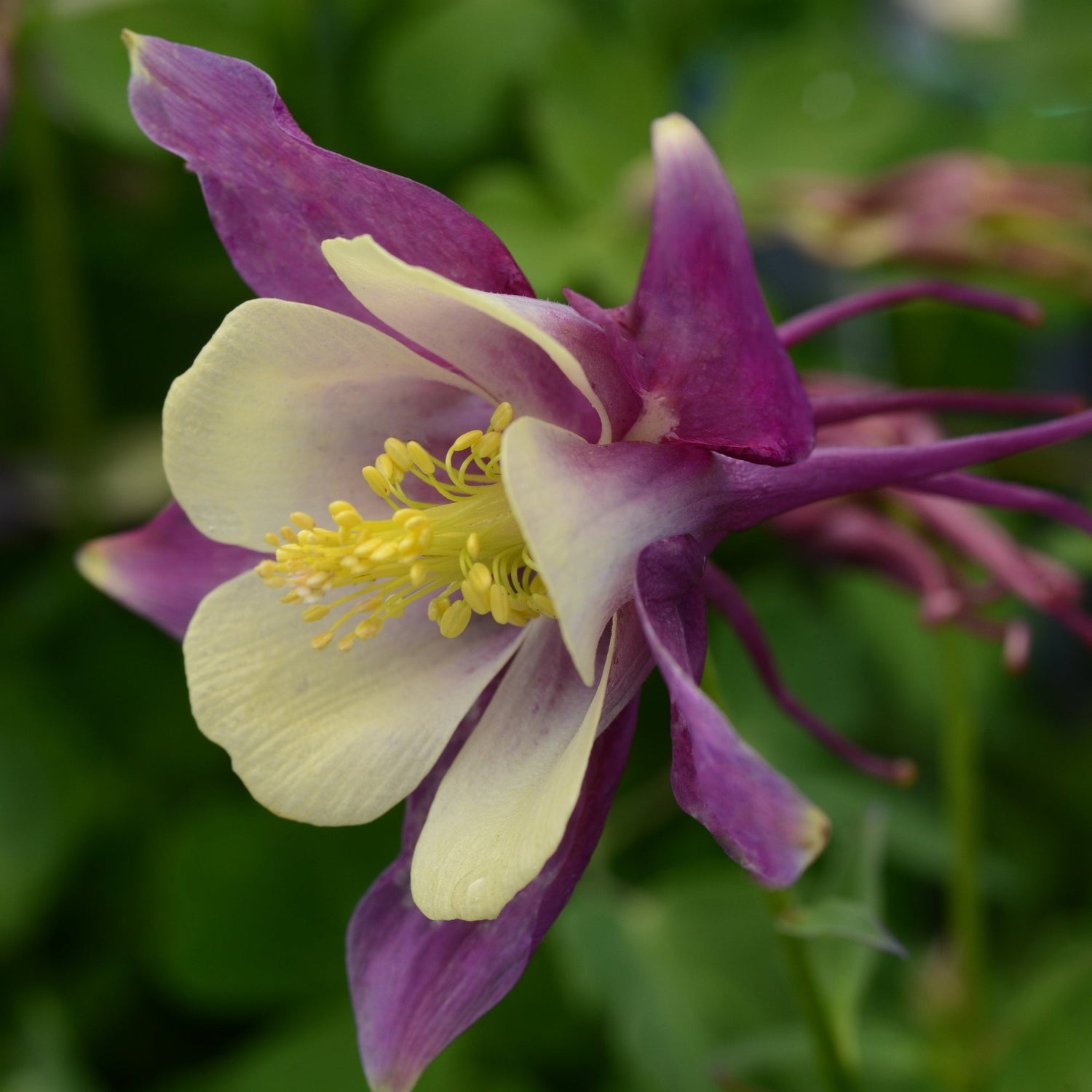 Aquilegia Seed Mix