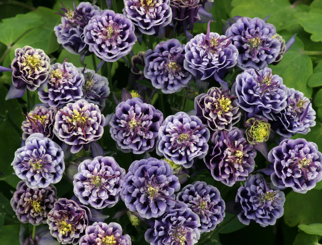 Aquilegia Hybrida Double Pleat Blue and White Blooms – Columbine Seeds
