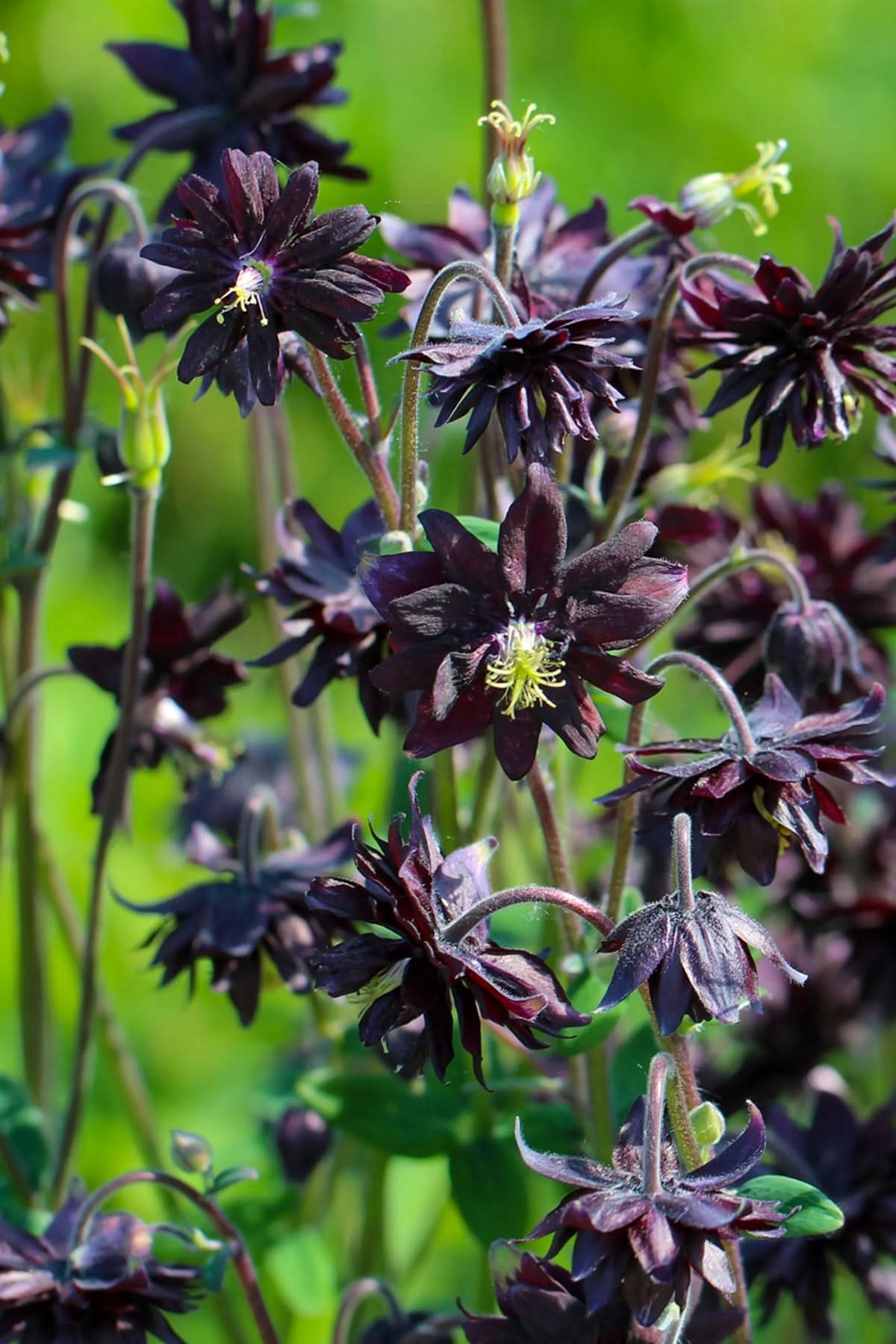 Heirloom Non-GMO Barlow Flower Seeds for Planting – Unique Double-Bloom Ornamental Garden Flowers - Non-GMO for planting in home garden