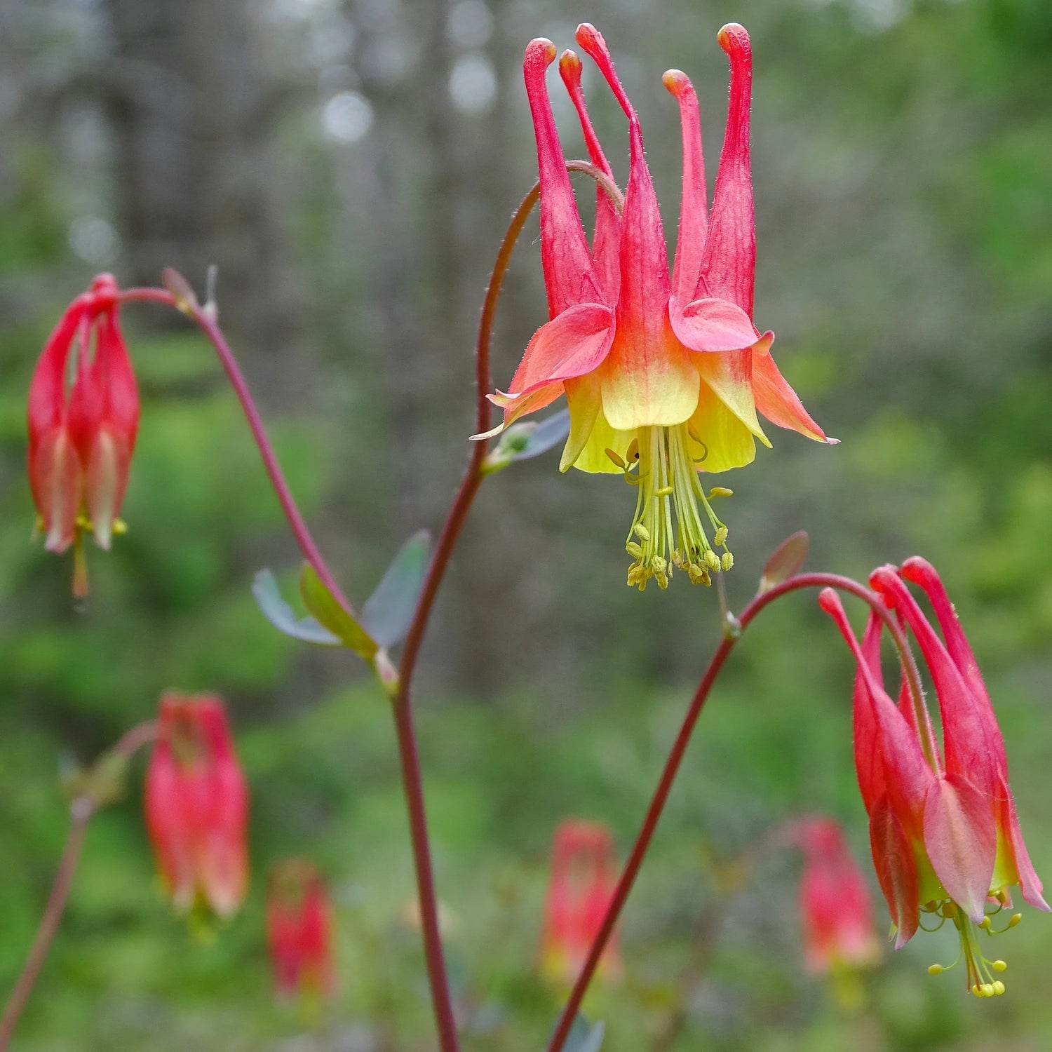 Canadian Columbine Aquilegia Canadensis Flowering Seeds For Planting
