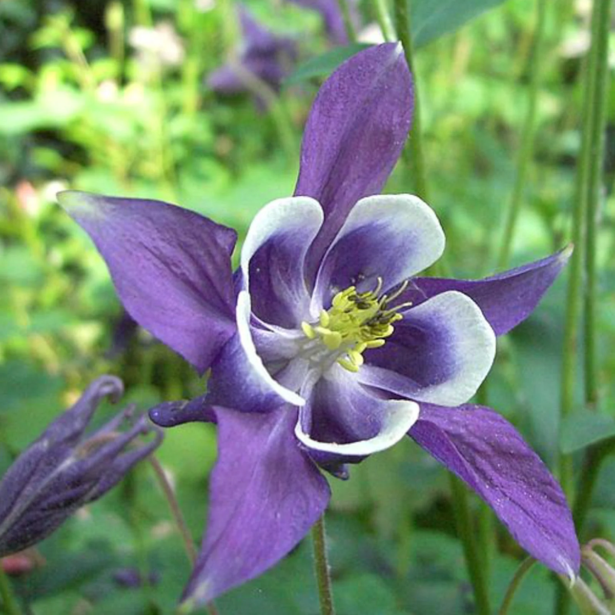 Rare Blue Columbine Seeds – Aquilegia Flowers for Perennial Garden
