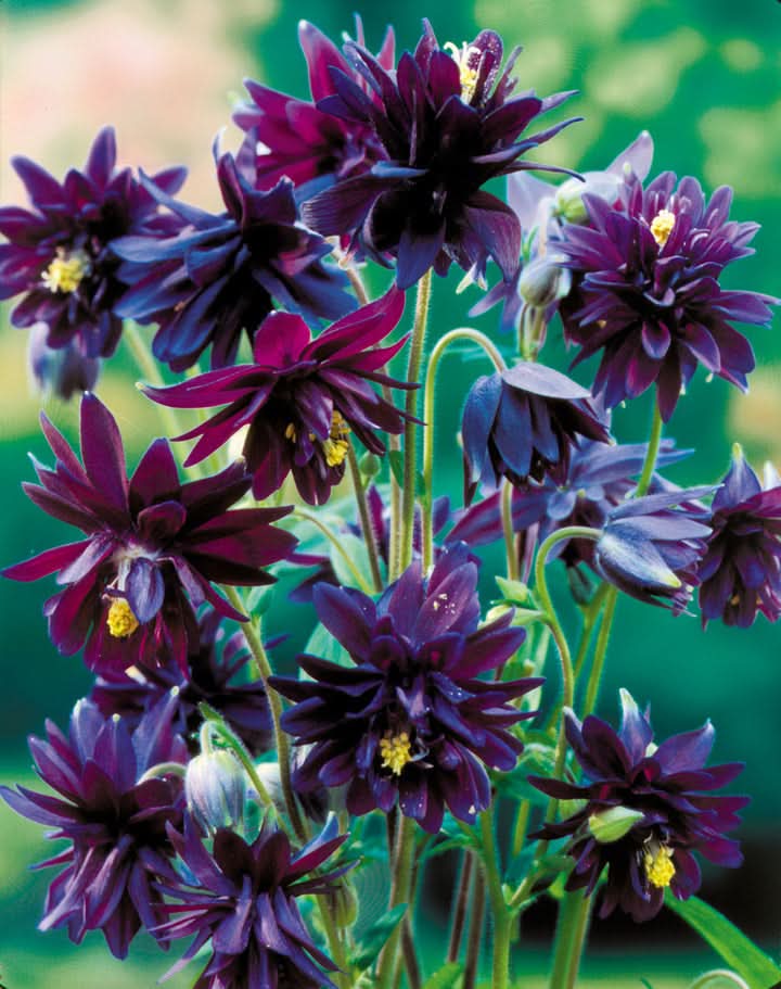 Barlow Flower Seeds for Planting – Unique Double-Bloom Ornamental Garden Flowers