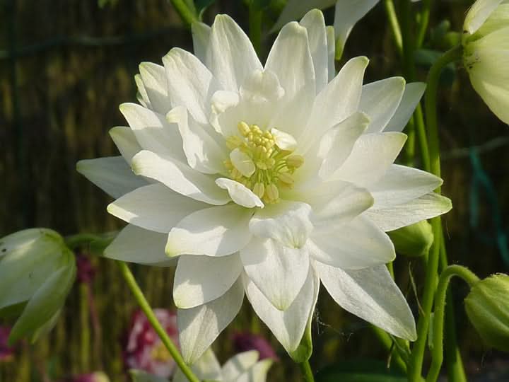 Clementine White Flowering Seeds for Planting – Bright Ornamental Garden Blooms