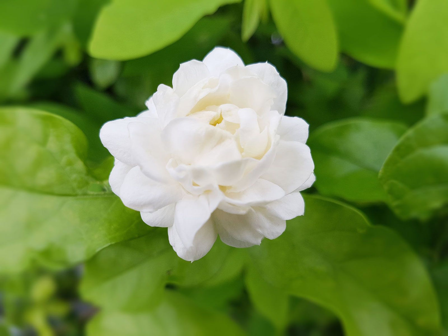 Climbing Jasmine