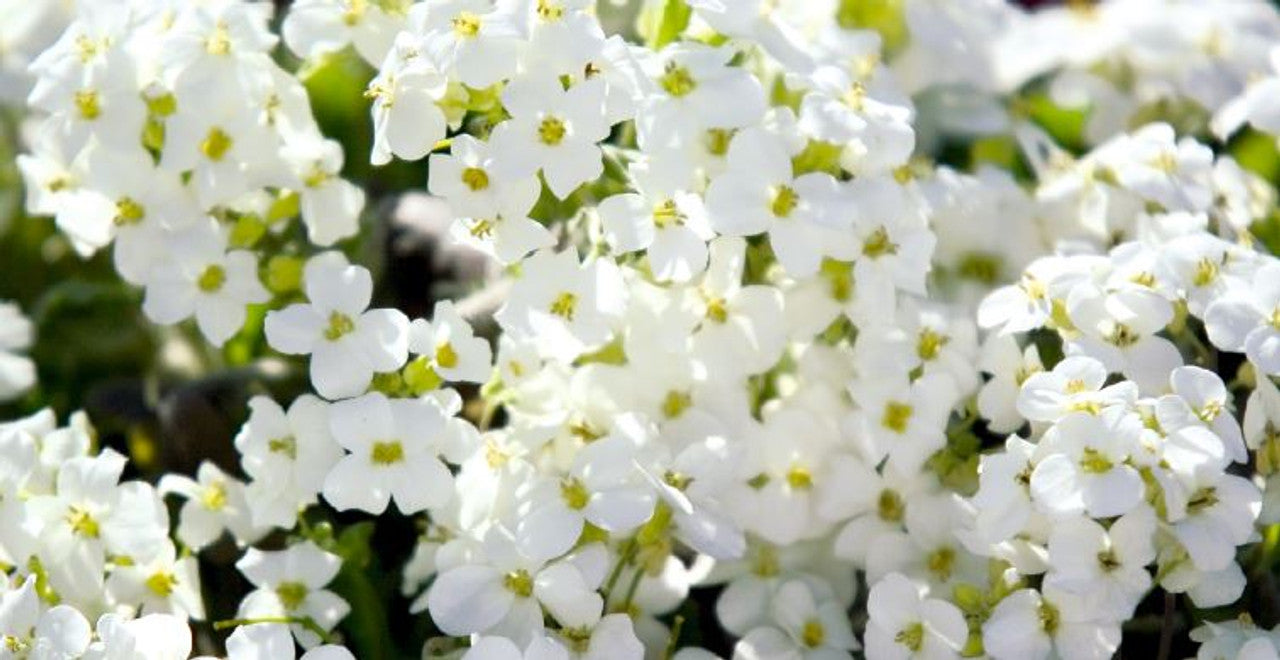 White Improved Rock Cress - Arabis Seeds