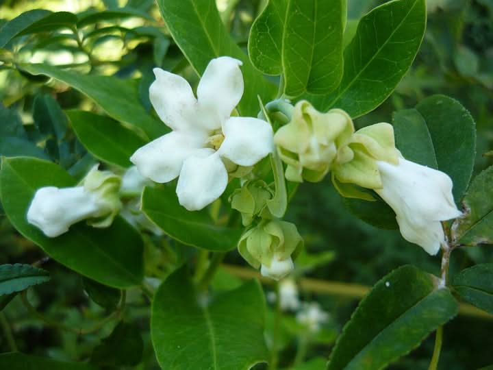 Araujia Flower Seeds for Planting – Fast-Growing Climbing Ornamental Blooms