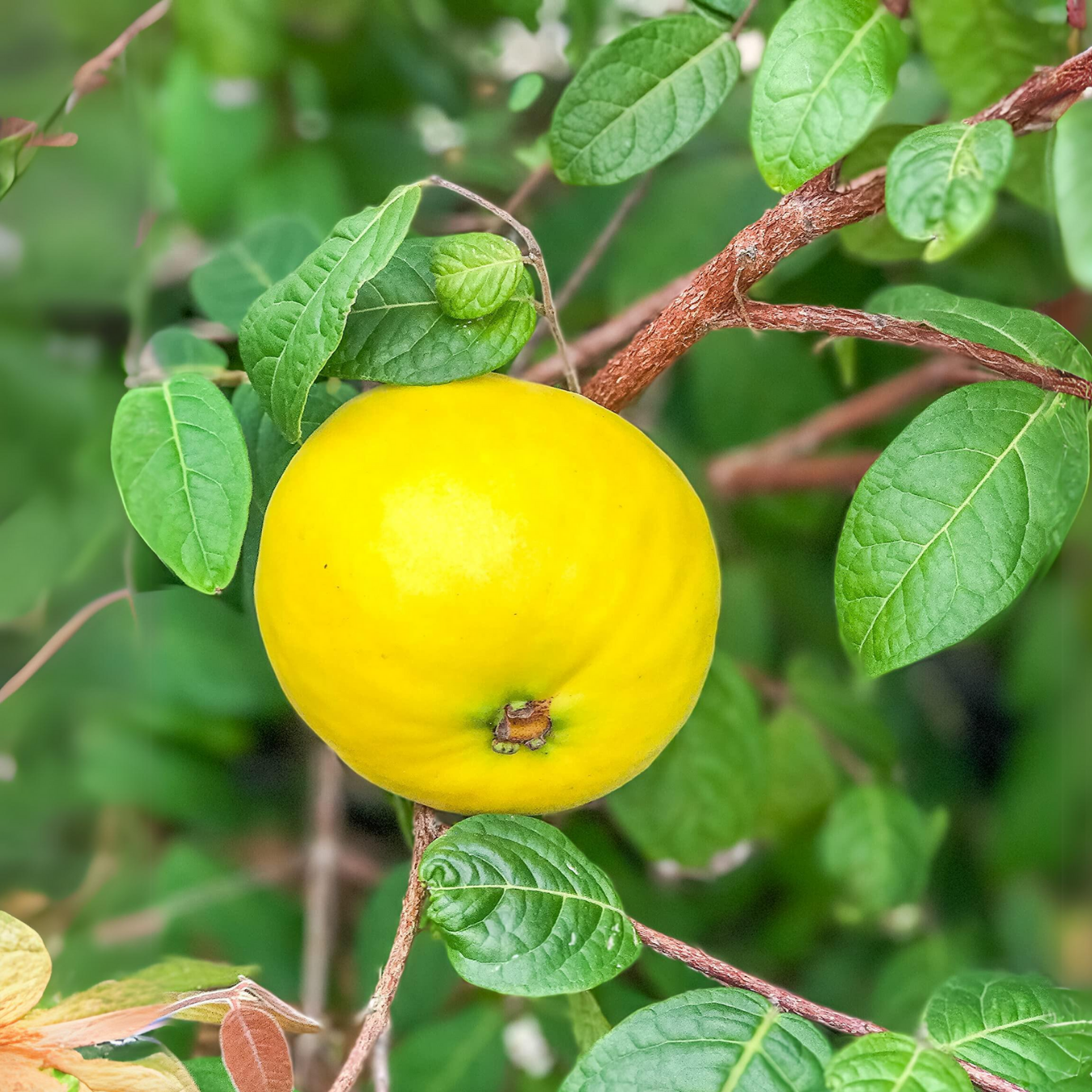 Araca-Boi Seeds (Psidium guineense)