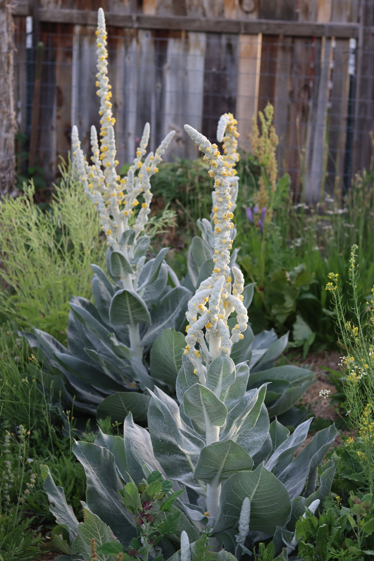 Mullein Polar Summer Seeds