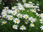 Yellow White Argyranthemum Flower Seeds for Planting - Heirloom Seeds for Home Garde, GMO Free Dhara Seeds