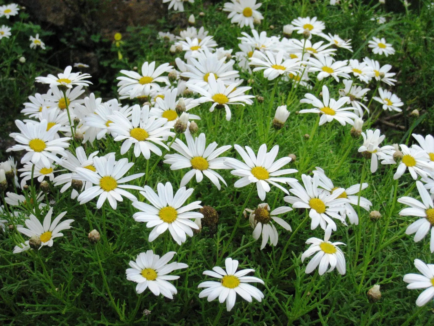 Yellow White Argyranthemum Flower Seeds for Planting - Heirloom Seeds for Home Garde, GMO Free for planting in home garden