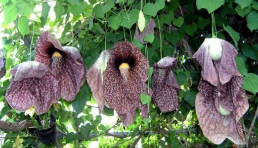 Aristolochia Grandiflora Duck Flower Vine heirloom non-gmo garden seeds