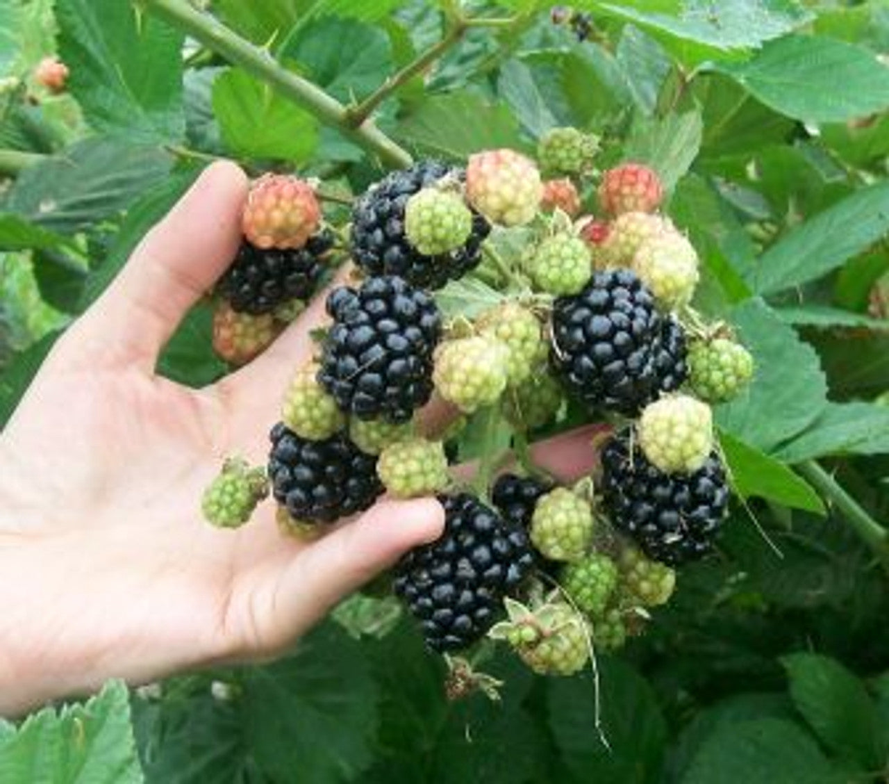 Prime Ark Freedom Blackberry (Rubus fruticosus) – Fresh & Sweet Blackberries for Your Garden