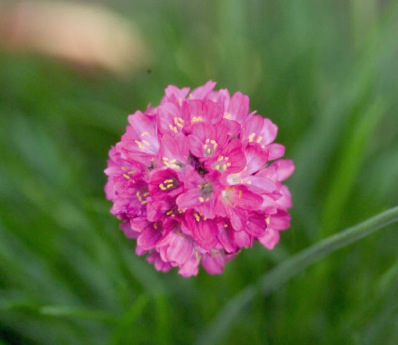 Armeria Maritima Seeds Morning Star Deep Rose