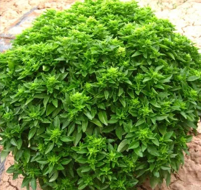 Aromatic Flower Drought Tolerant Ocimum 'Compactbushbasil Basil – Heirloom, Non-GMO, High Germination Organic Garden Seeds